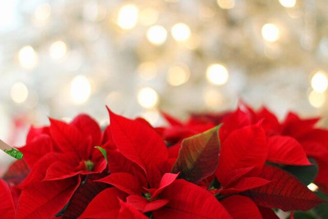 poinsettia plants